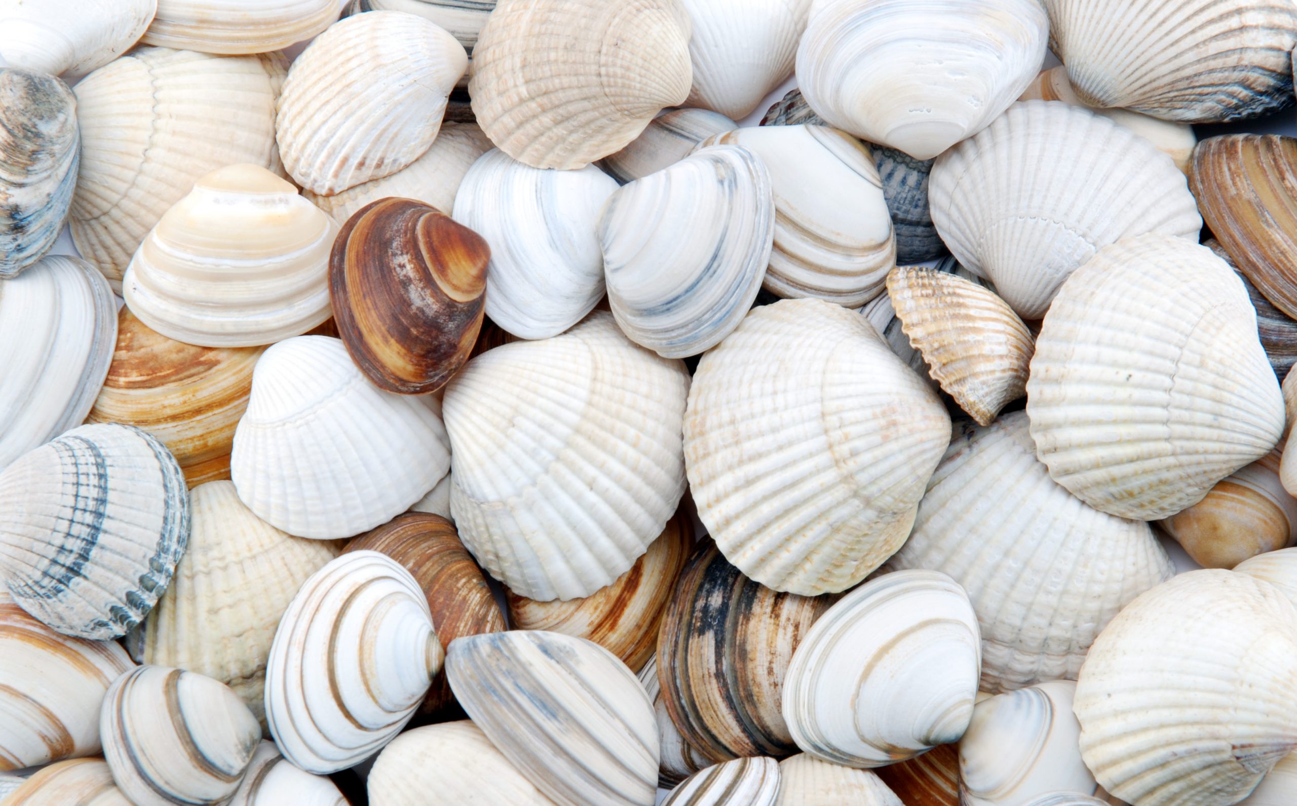 TOP 5 applications of Seashells – Morgan Agro