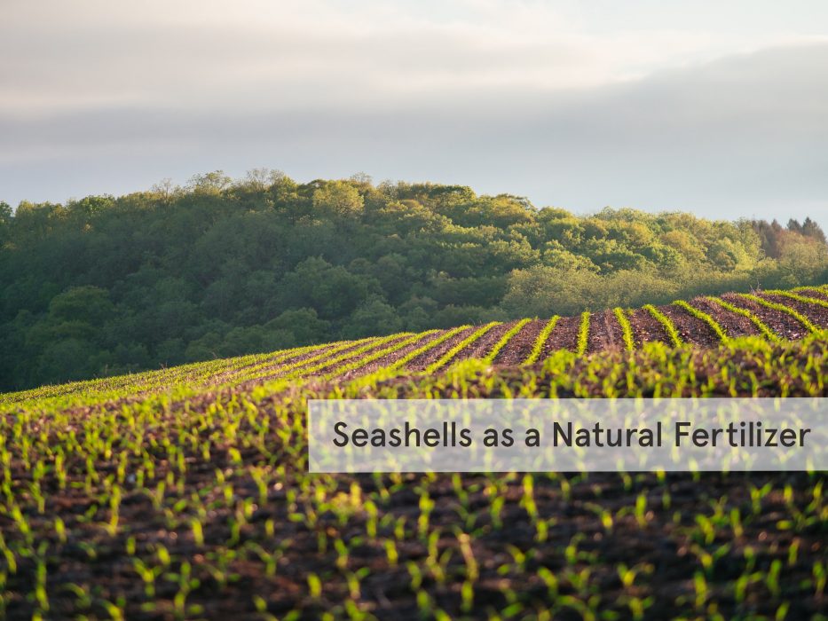 The Benefits of Using Crushed Seashells as a Natural Fertilizer